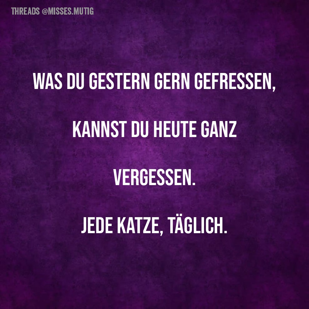 KATZENLOGIK IM ALLTAG ERKLÄRT