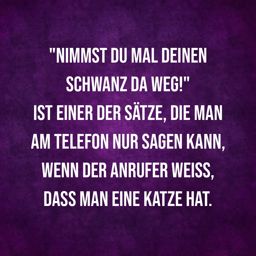 LUSTIGE KATZENSPRÜCHE FÜR DEN ALLTAG